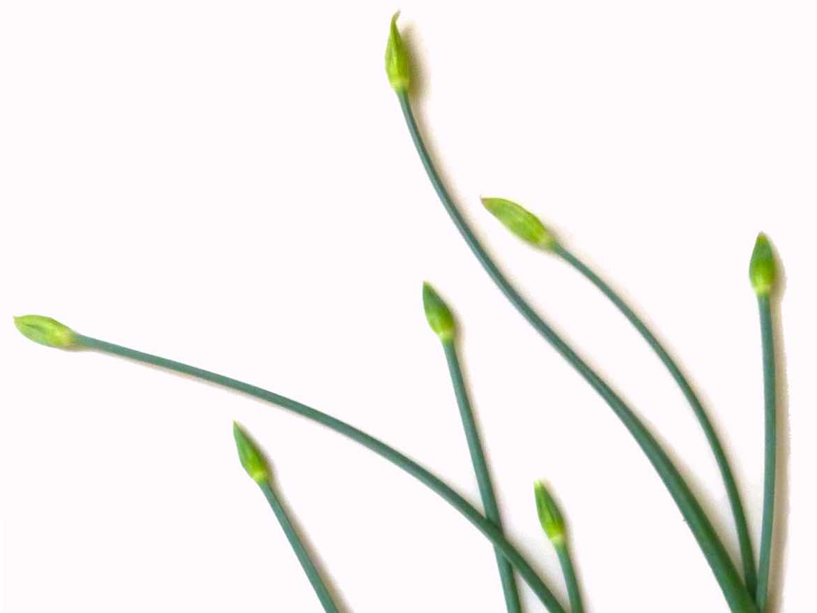 Chive Blossoms