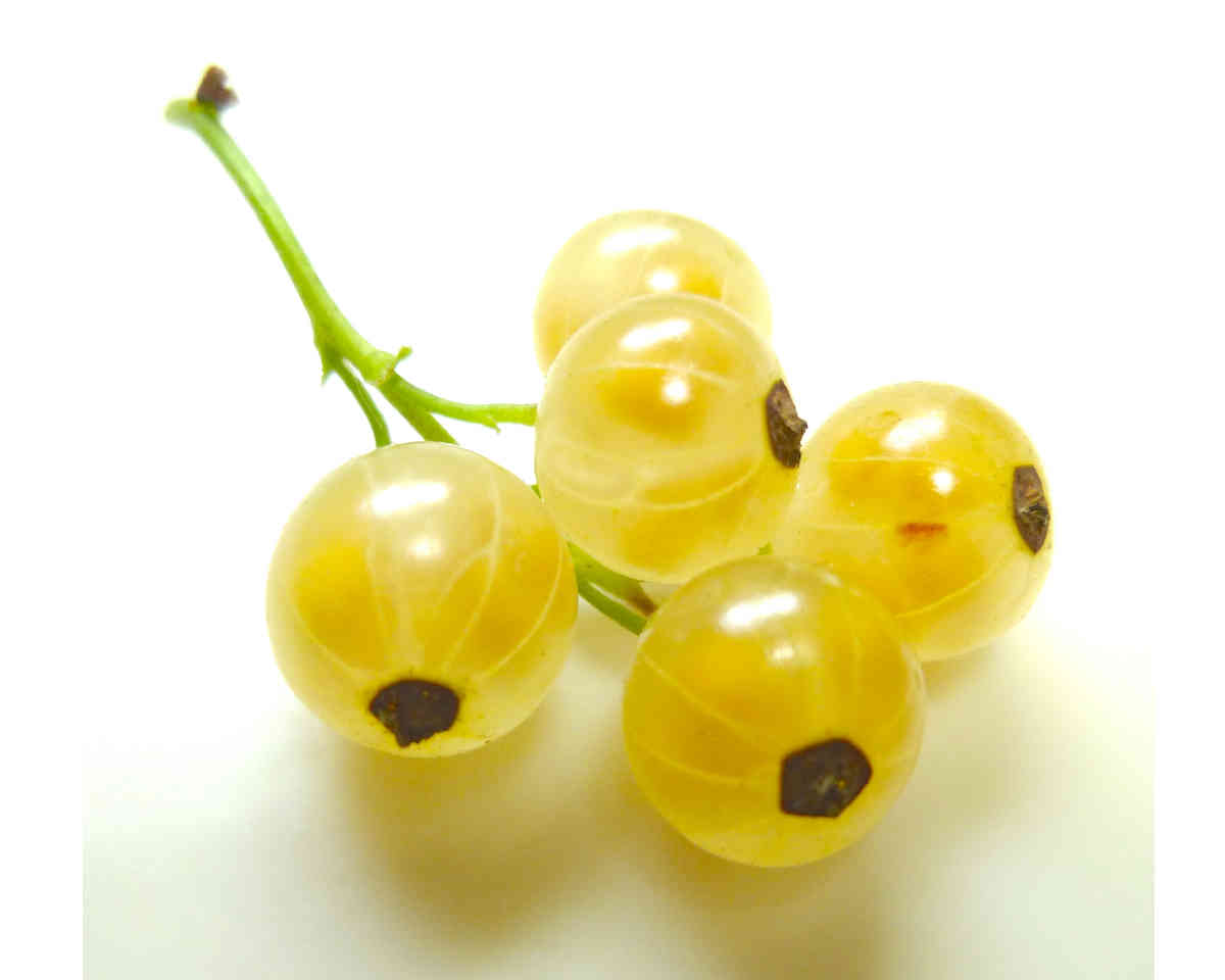 White Currants